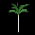 PALM TREE