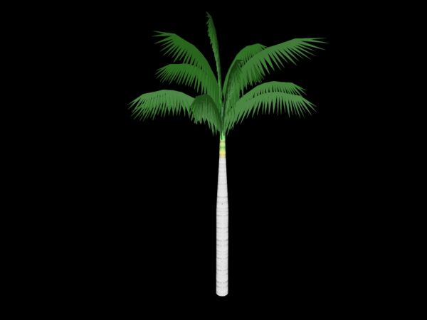 PALM TREE