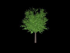 TREE 10