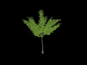 TREE 11