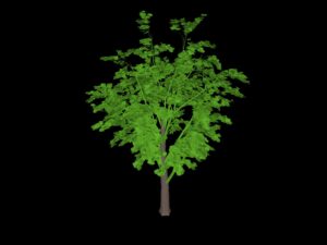 TREE 12